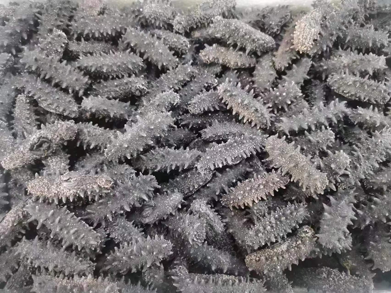 海干类