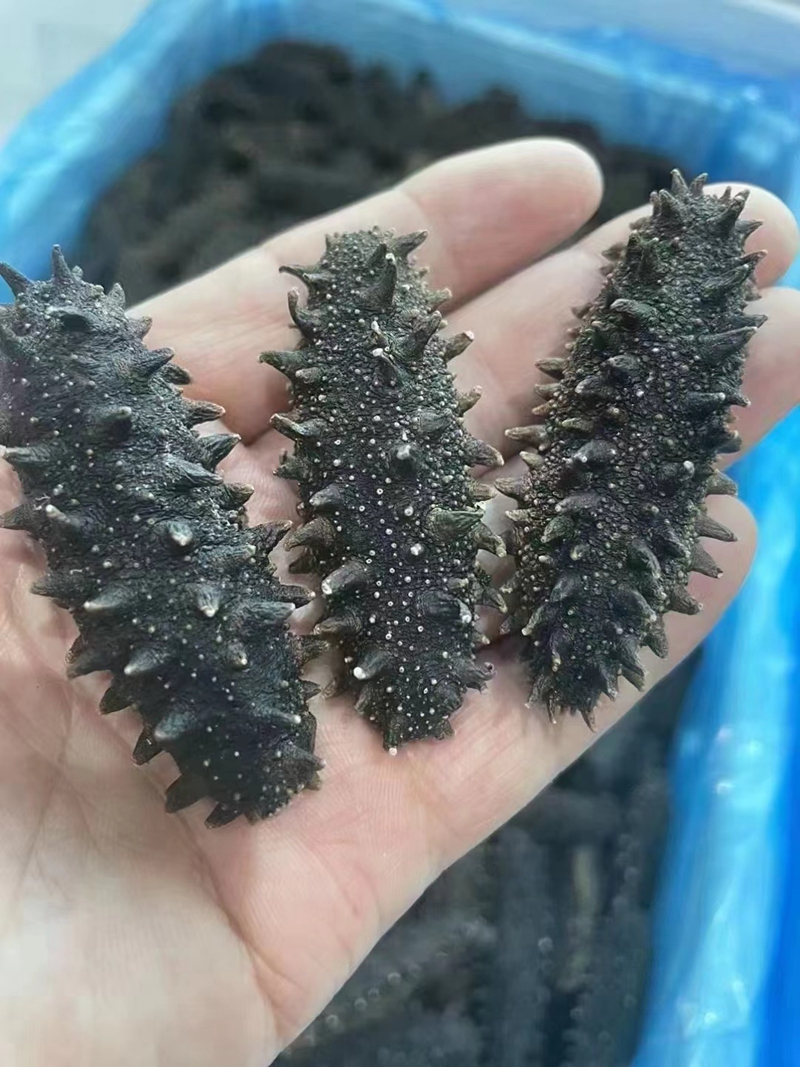 海干类