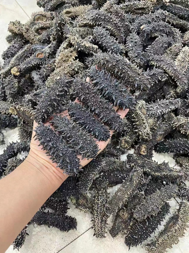海干类