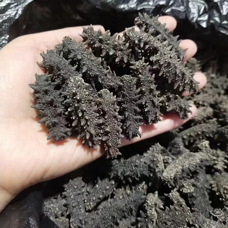 海干类