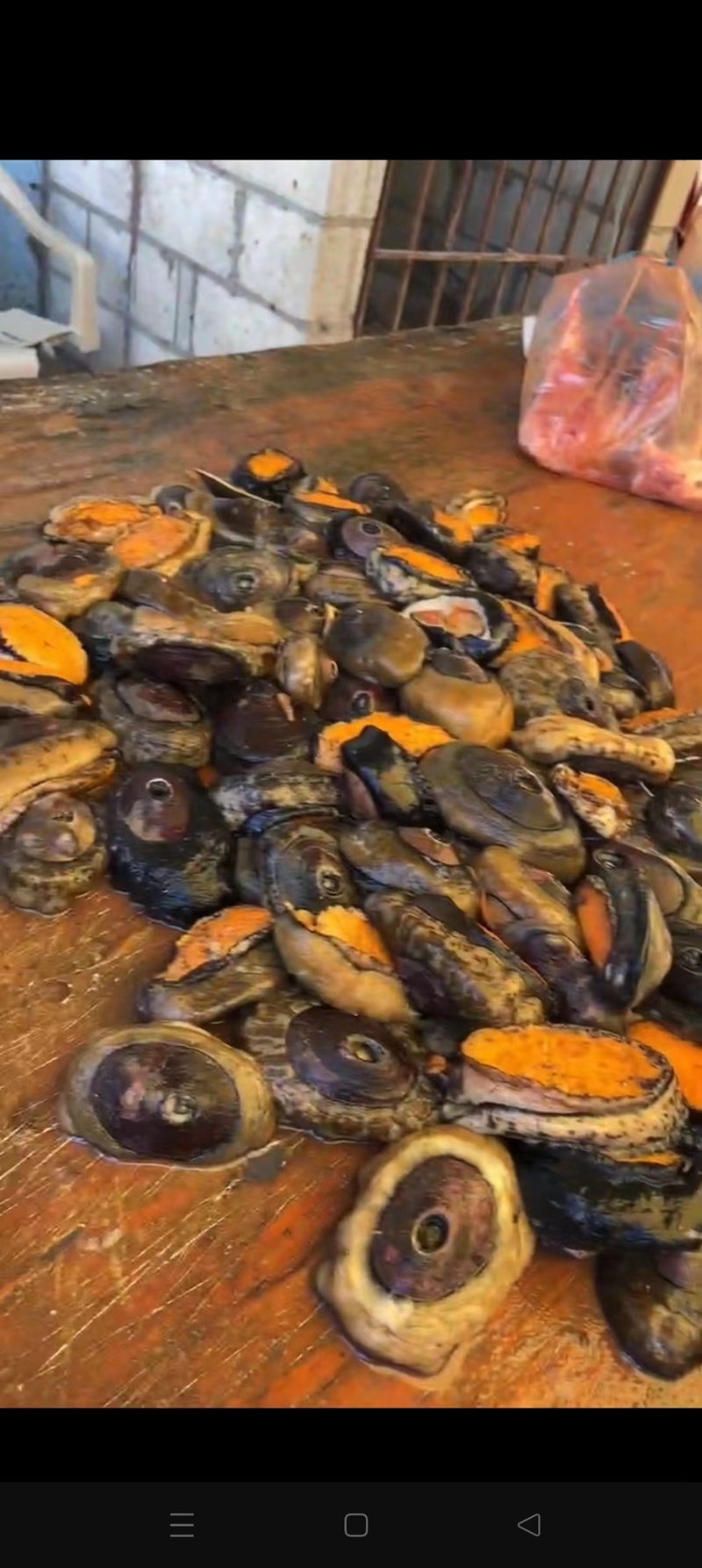 海干类