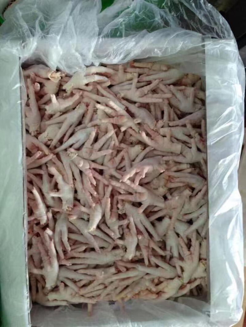 鸡类