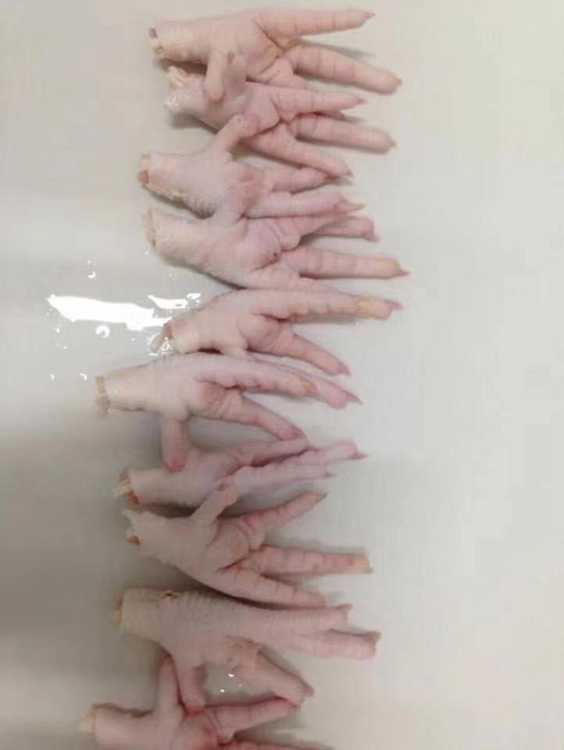 鸡类